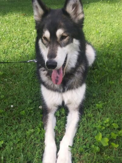 Paws Playground - De Soto, IL