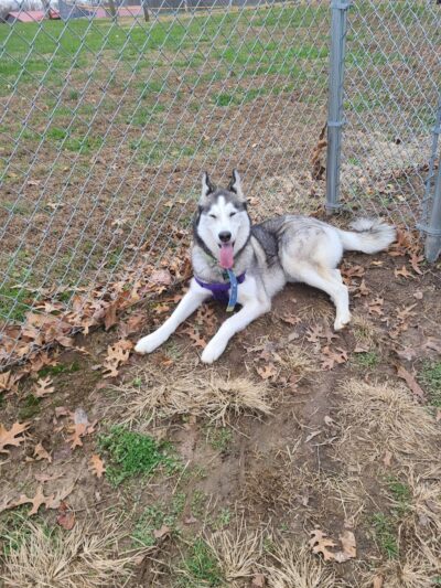 Paws Playground - De Soto, IL