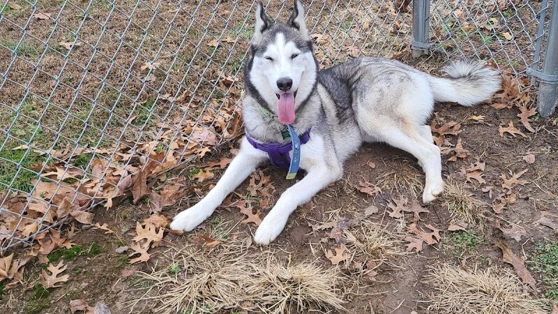 Paws Playground - De Soto, IL