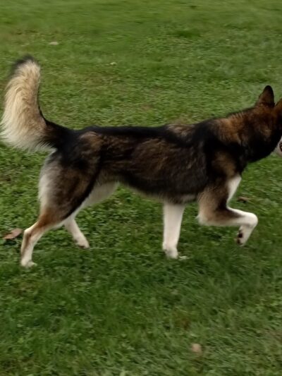 Paws Playground - De Soto, IL