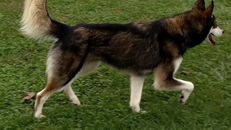 Paws Playground - De Soto, IL