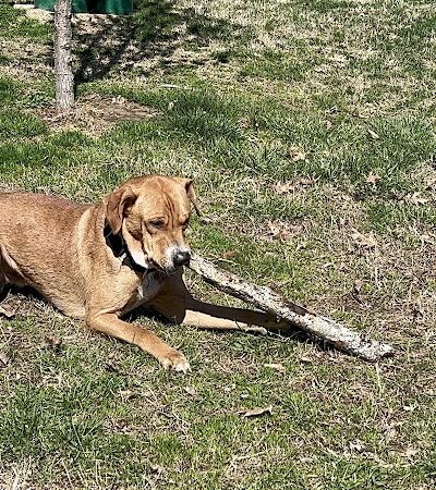 Paws Playground - De Soto, IL