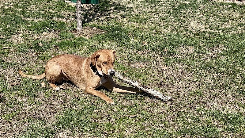 Paws Playground - De Soto, IL
