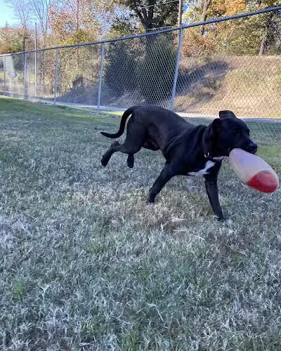Paws Playground - De Soto, IL