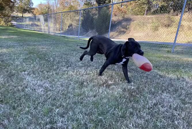 Paws Playground - De Soto, IL