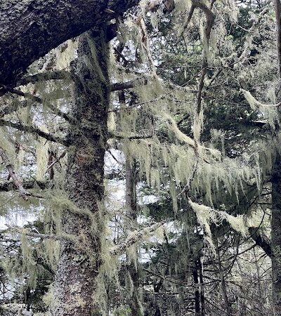 Edgar M. Tennis Preserve - Deer Isle, ME