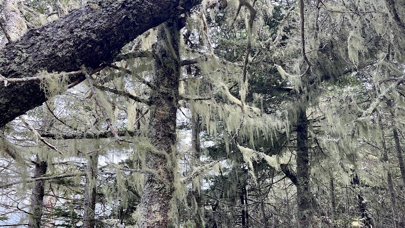 Edgar M. Tennis Preserve - Deer Isle, ME