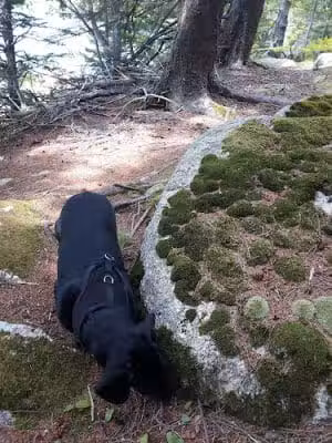 Edgar M. Tennis Preserve - Deer Isle, ME