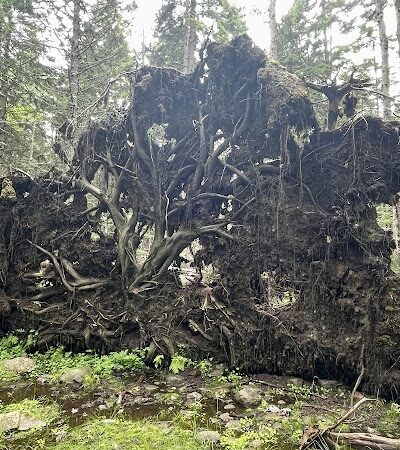 Edgar M. Tennis Preserve - Deer Isle, ME