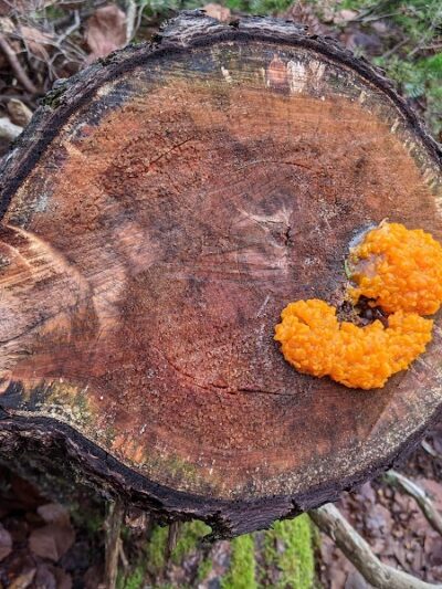 Edgar M. Tennis Preserve - Deer Isle, ME