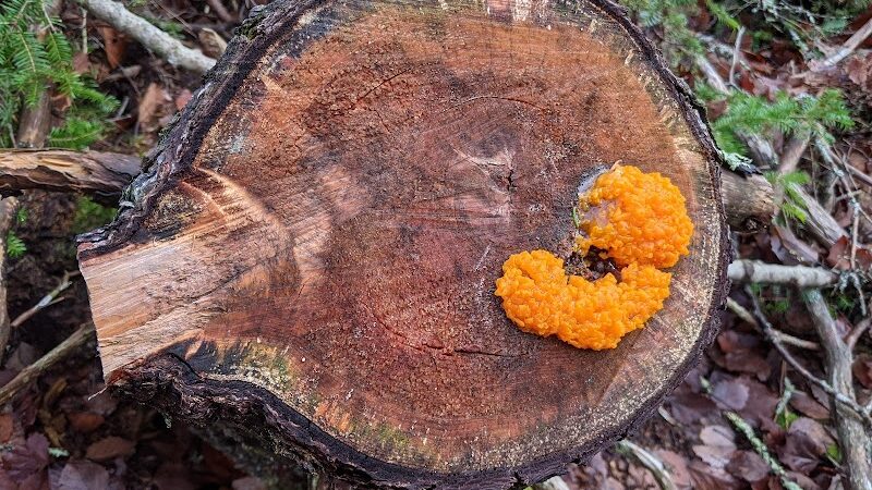Edgar M. Tennis Preserve - Deer Isle, ME