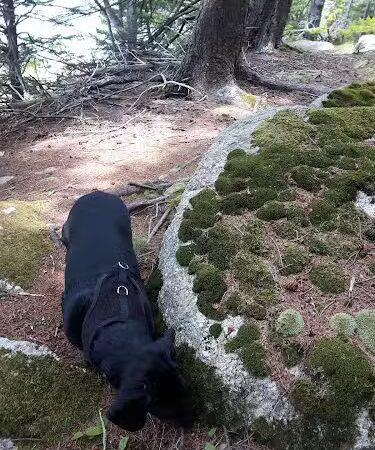 Edgar M. Tennis Preserve - Deer Isle, ME