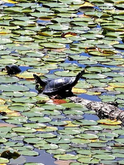 Lily Pond Park - Deer Isle, ME