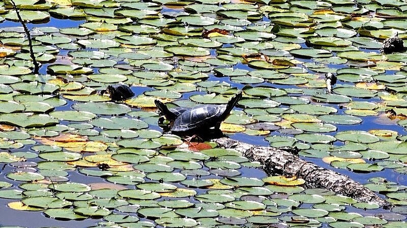 Lily Pond Park - Deer Isle, ME