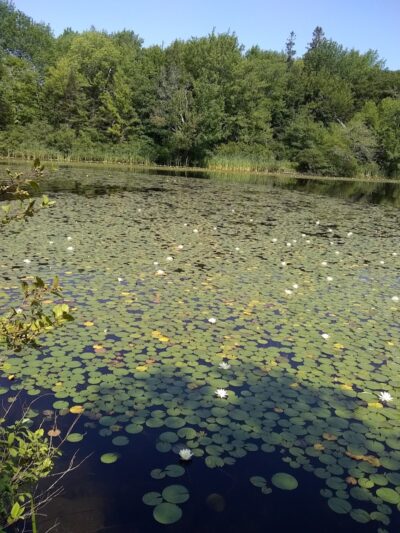 Lily Pond Park - Deer Isle, ME