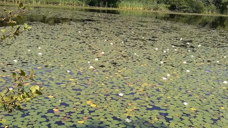 Lily Pond Park - Deer Isle, ME