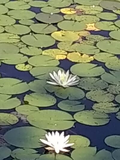Lily Pond Park - Deer Isle, ME