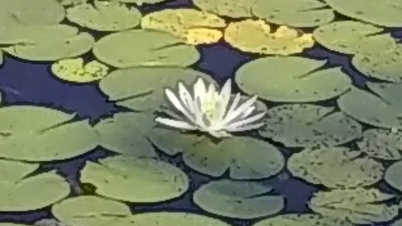 Lily Pond Park - Deer Isle, ME