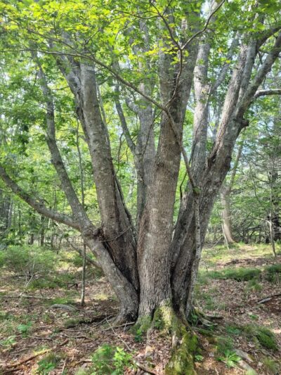 Lily Pond Park - Deer Isle, ME