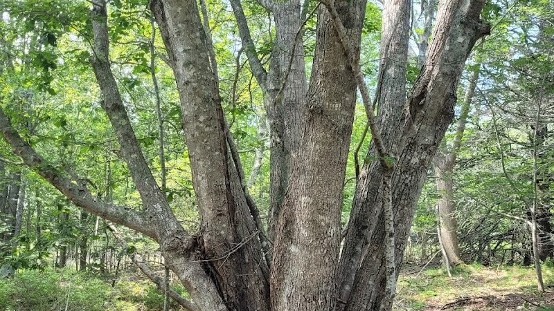 Lily Pond Park - Deer Isle, ME