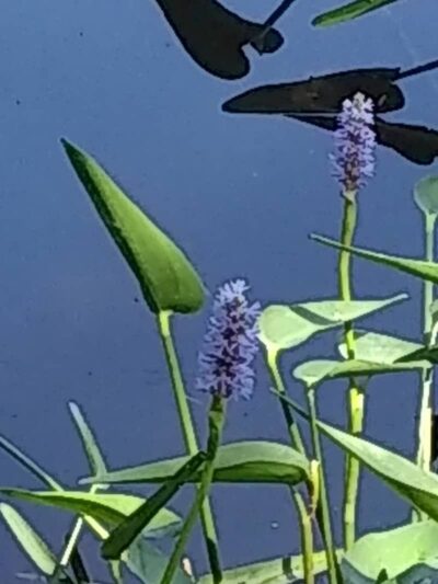 Lily Pond Park - Deer Isle, ME