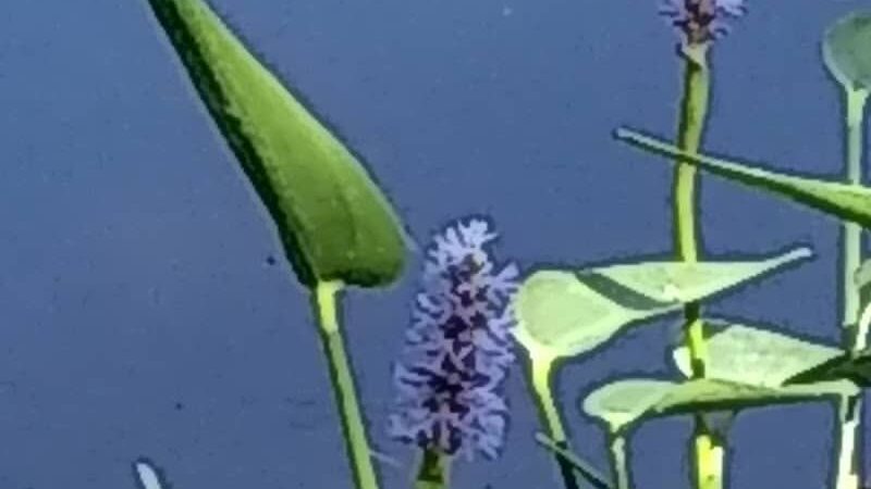 Lily Pond Park - Deer Isle, ME