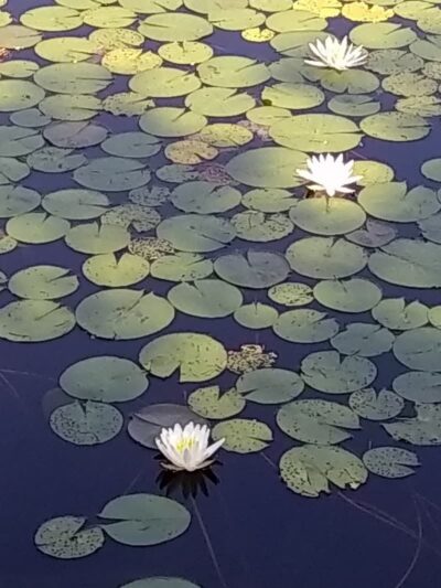 Lily Pond Park - Deer Isle, ME