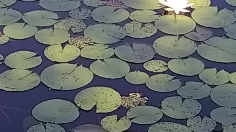 Lily Pond Park - Deer Isle, ME
