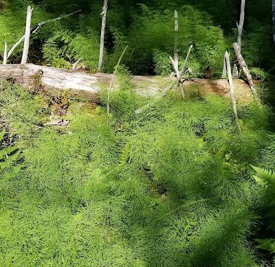 Shore Acres Preserve - Deer Isle, ME