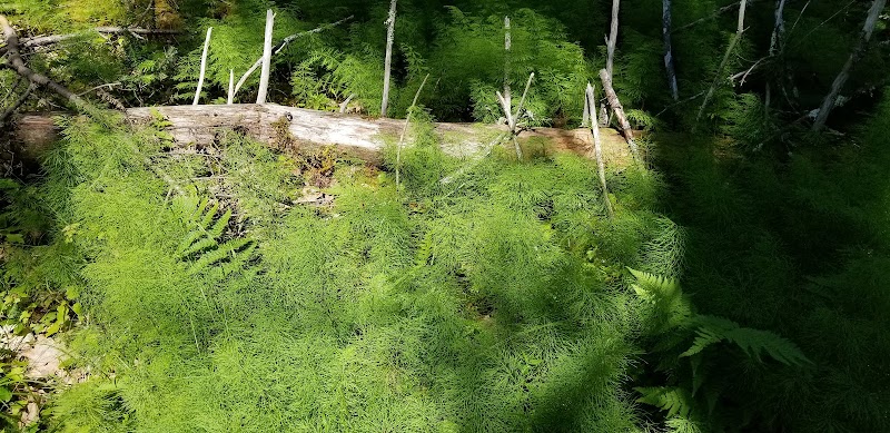 Shore Acres Preserve - Deer Isle, ME