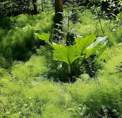 Shore Acres Preserve - Deer Isle, ME