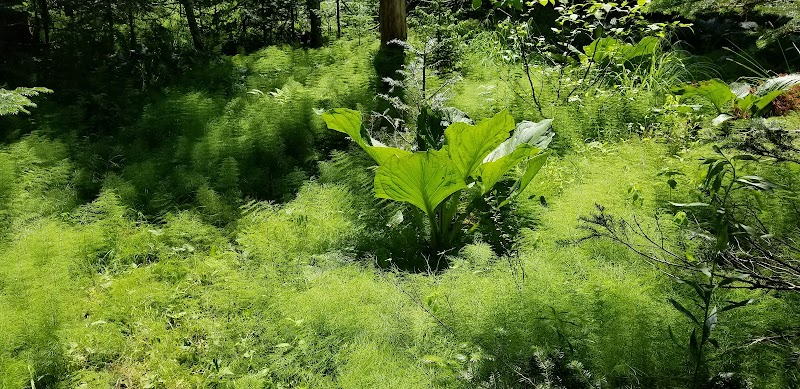 Shore Acres Preserve - Deer Isle, ME