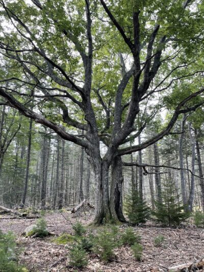 Shore Acres Preserve - Deer Isle, ME