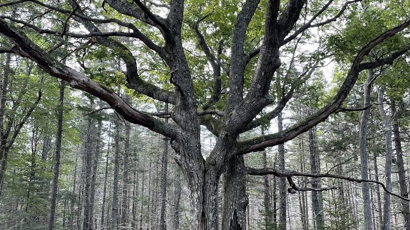 Shore Acres Preserve - Deer Isle, ME