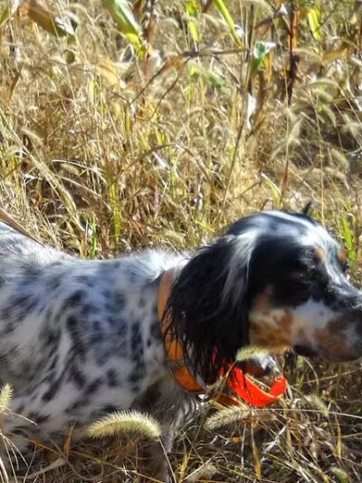 White Dog Preserves - Delanson, NY