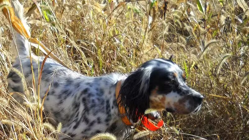 White Dog Preserves - Delanson, NY