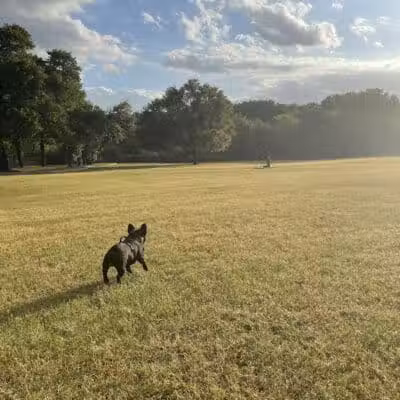 Wiggly Field Dog Park - Denton, TX