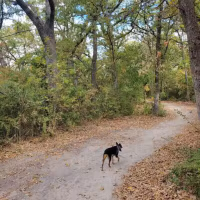 Wiggly Field Dog Park - Denton, TX