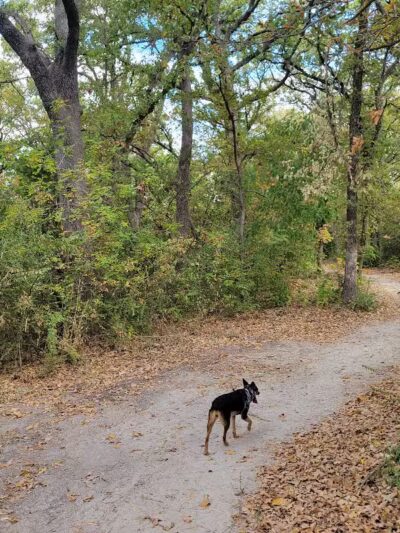 Wiggly Field Dog Park - Denton, TX