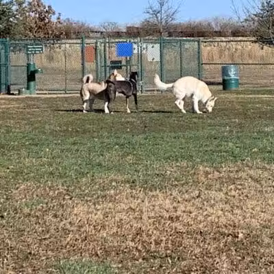 Wiggly Field Dog Park - Denton, TX