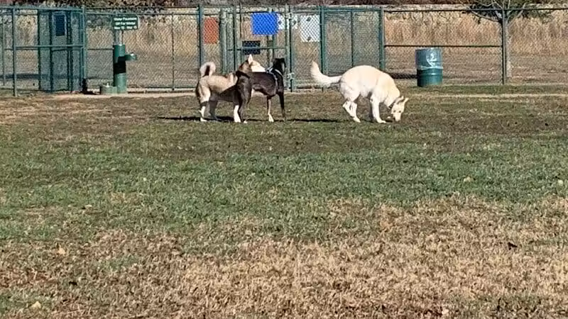 Wiggly Field Dog Park - Denton, TX