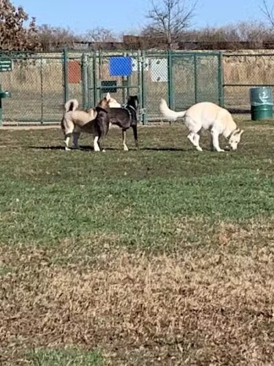 Wiggly Field Dog Park - Denton, TX