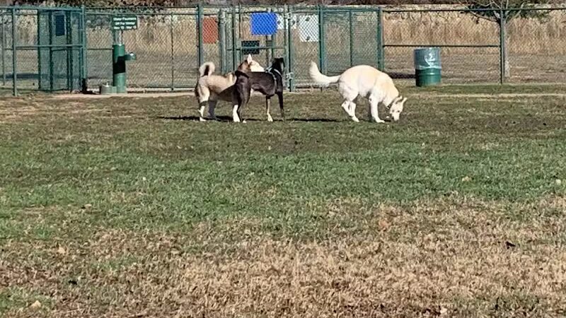 Wiggly Field Dog Park - Denton, TX