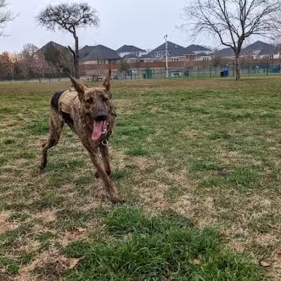 Wiggly Field Dog Park - Denton, TX