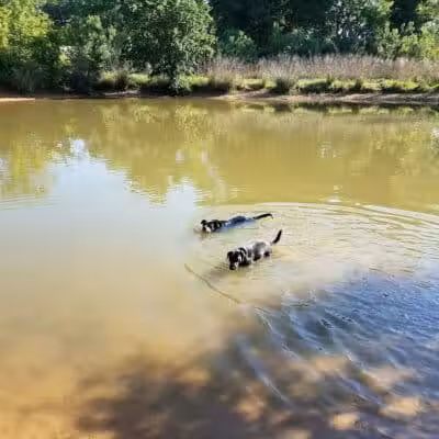 Wiggly Field Dog Park - Denton, TX