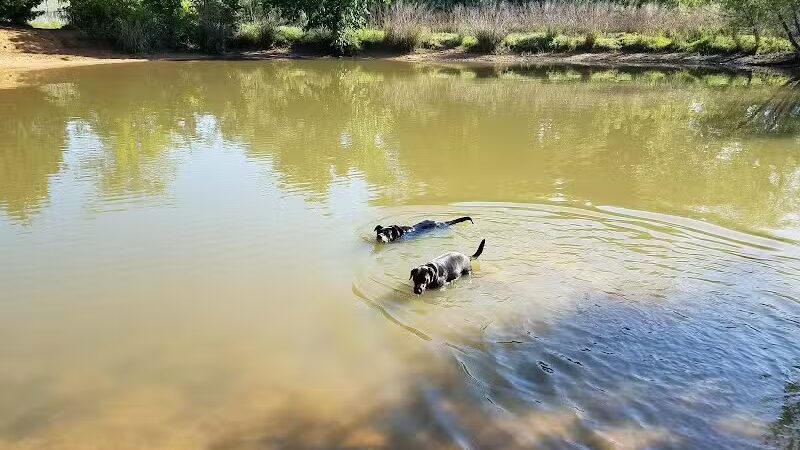 Wiggly Field Dog Park - Denton, TX