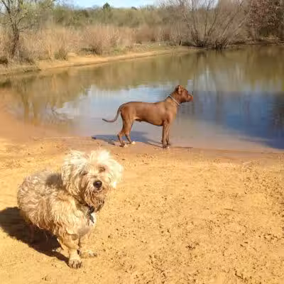 Wiggly Field Dog Park - Denton, TX