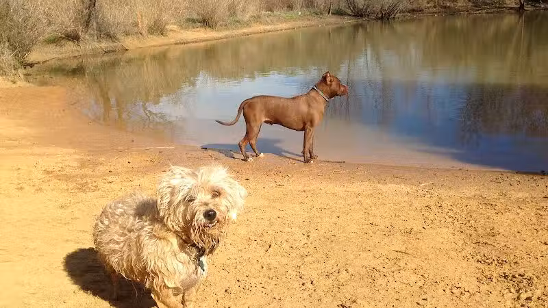 Wiggly Field Dog Park - Denton, TX