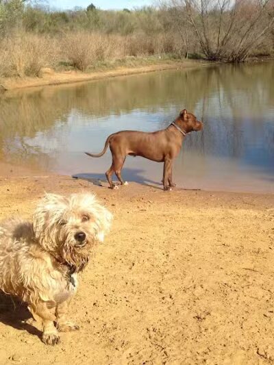 Wiggly Field Dog Park - Denton, TX