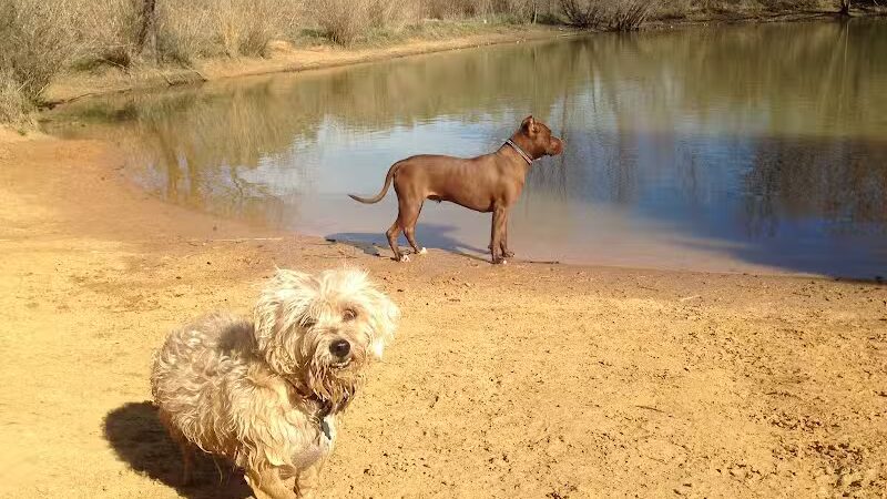 Wiggly Field Dog Park - Denton, TX